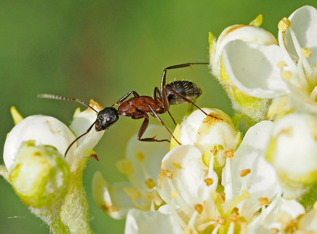 /Jeřáb břek, květy s mravencem.