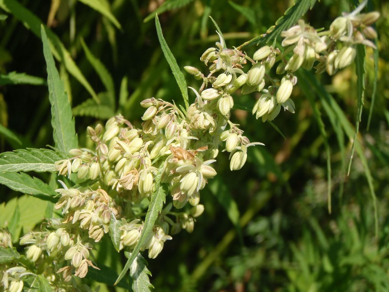 /Konopí seté - lata se samčími kvítky.
