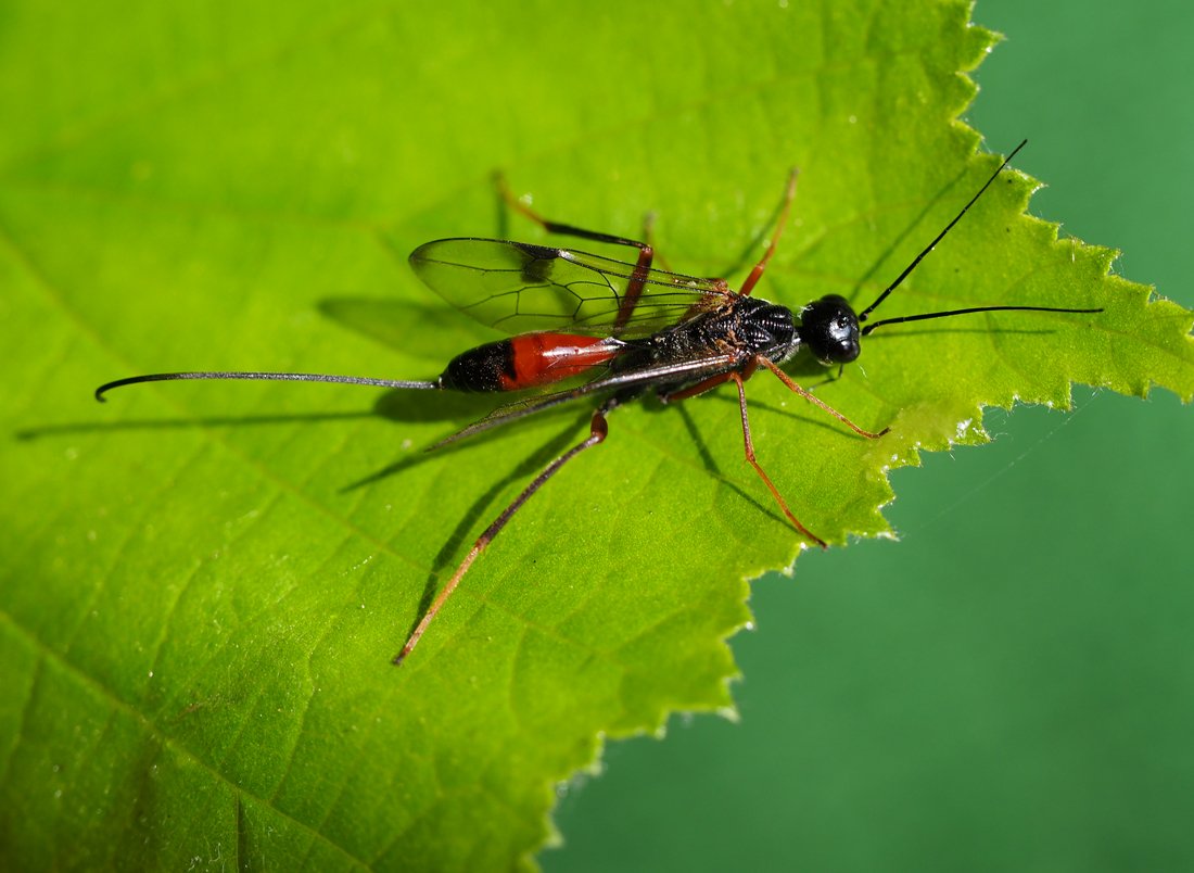 /Pristaulacus compressus, foto shora.