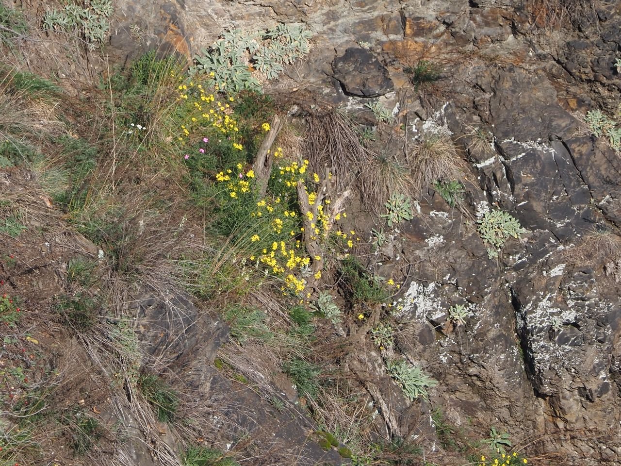 /Starček úzkolistý na strmé skále.