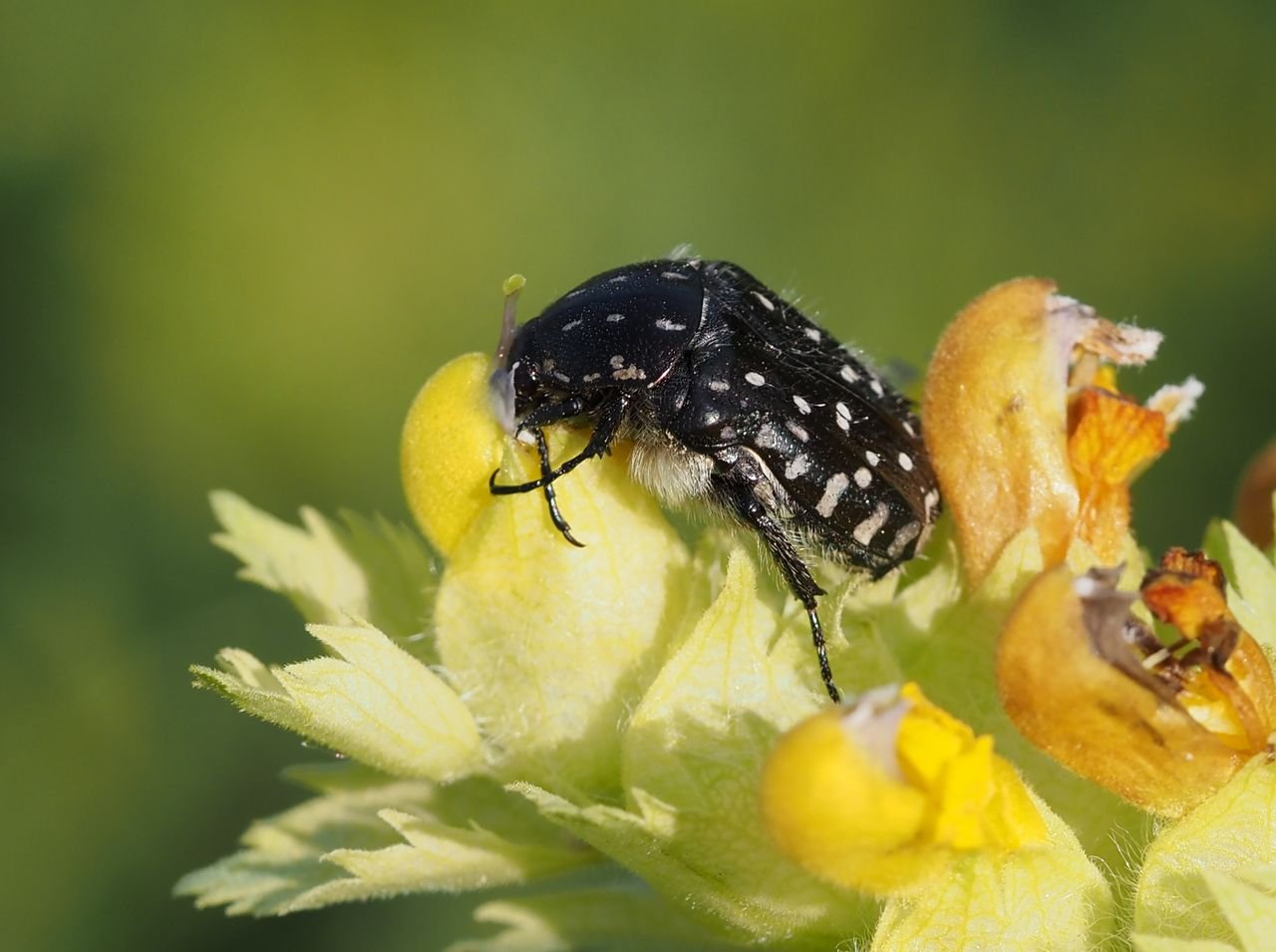/Brouk zlatohlávek tmavý na kokrheli.