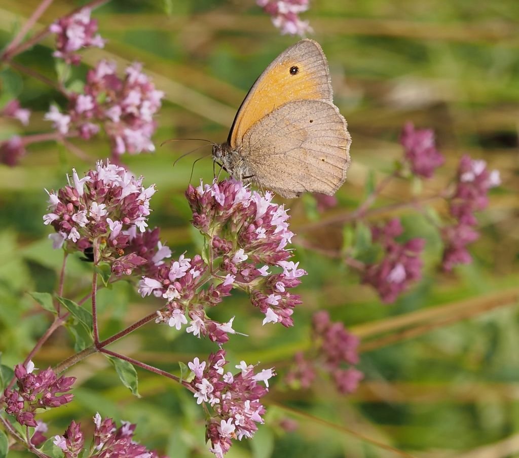 /Okáč luční, sameček.