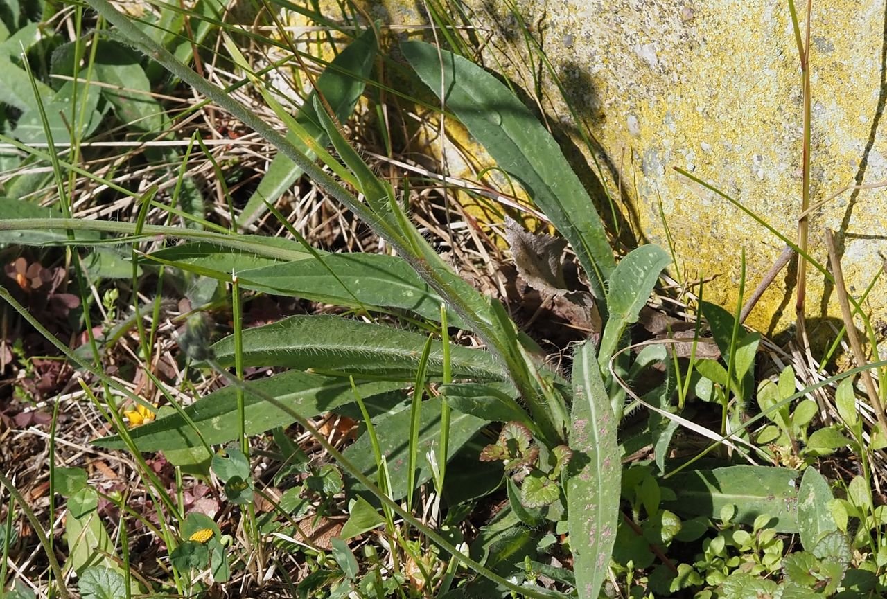 /Chlupáček Bauhinův - celokrajné listy.