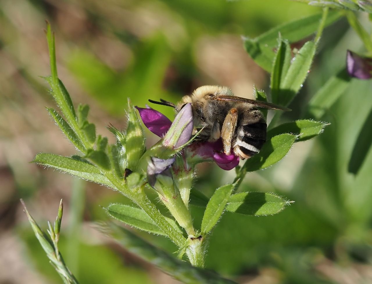 /Stepnice jarní - samička proniká sosákem dovnitř kvítku.