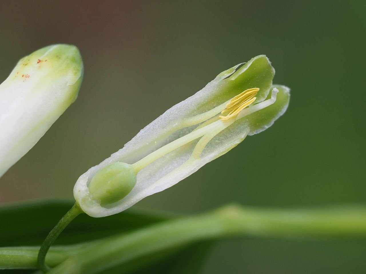 /Kokořík vonný - rozpůlené okvětí.