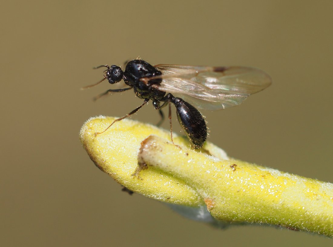 /Solenopsis fugax - sameček má na hlavě nápadně velké oči a viditelná jednoduchá očka.