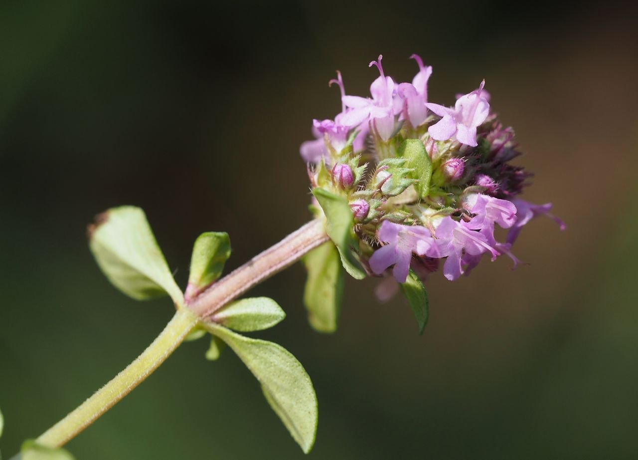 /Mateřídouška vejčitá má chloupky hlavně na hranách svojí čtyřhranné lodyhy.