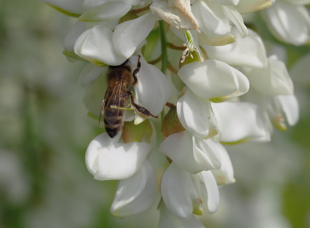 /Včela saje nektar z akátového květu.