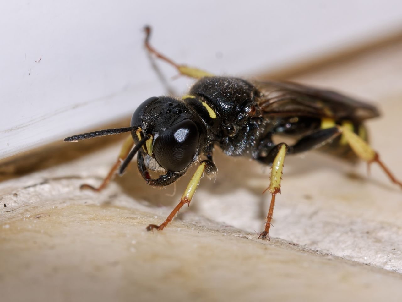 /Kutík Ectemnius lapidarius - foto Radim Herman.