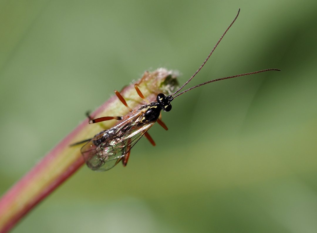 /Lumek Phytodietus - zaostřeno na tykadla.