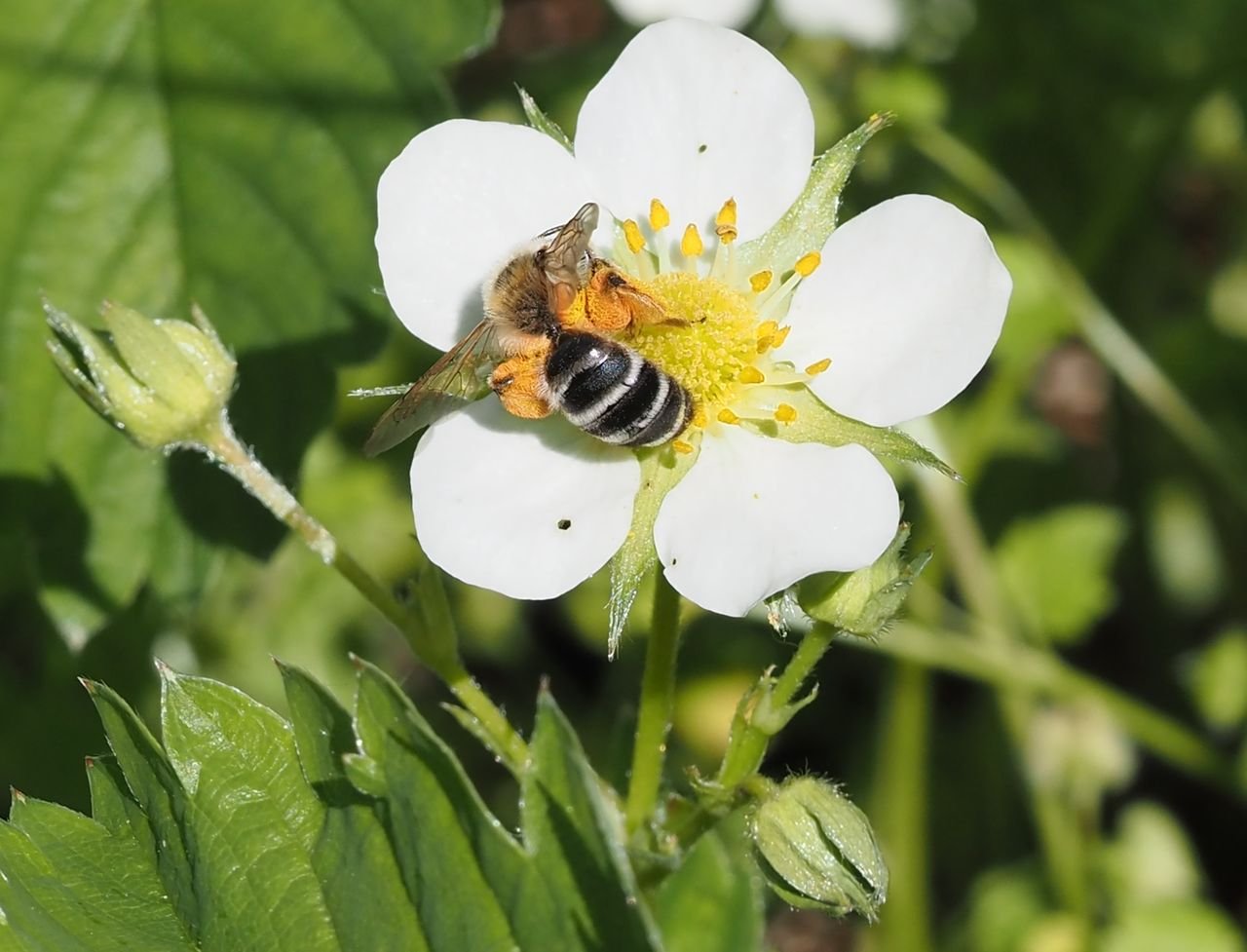 /Andrena gravida má na těle mnoho nasbíraného pylu. /Andrena gravida má na těle mnoho nasbíraného pylu.