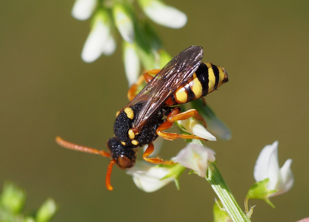 /Nomada obecná, samička na květech komonice bílé.