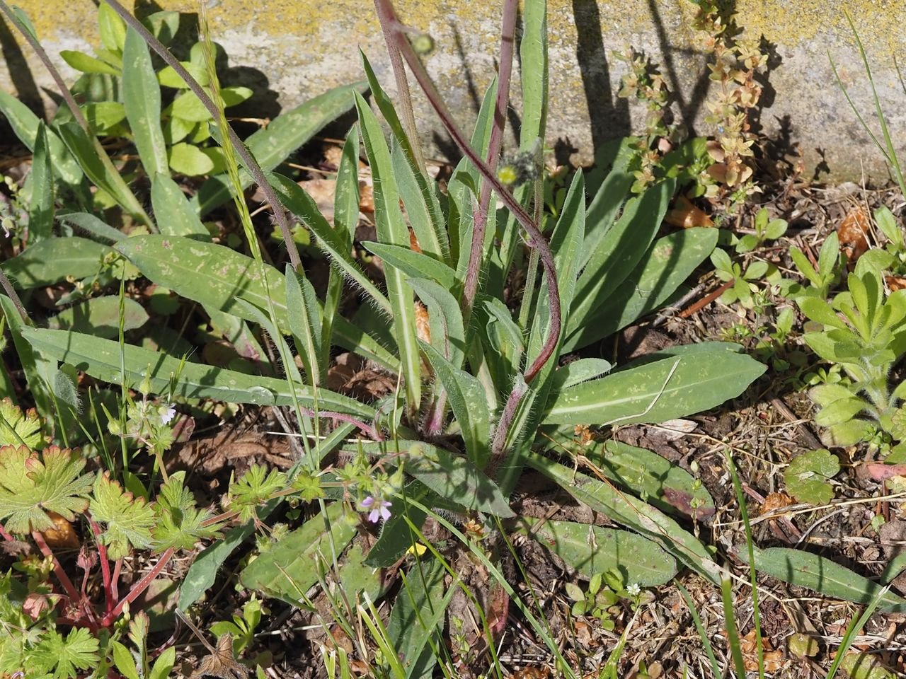 /Pilosella bauhini - spodní listy.