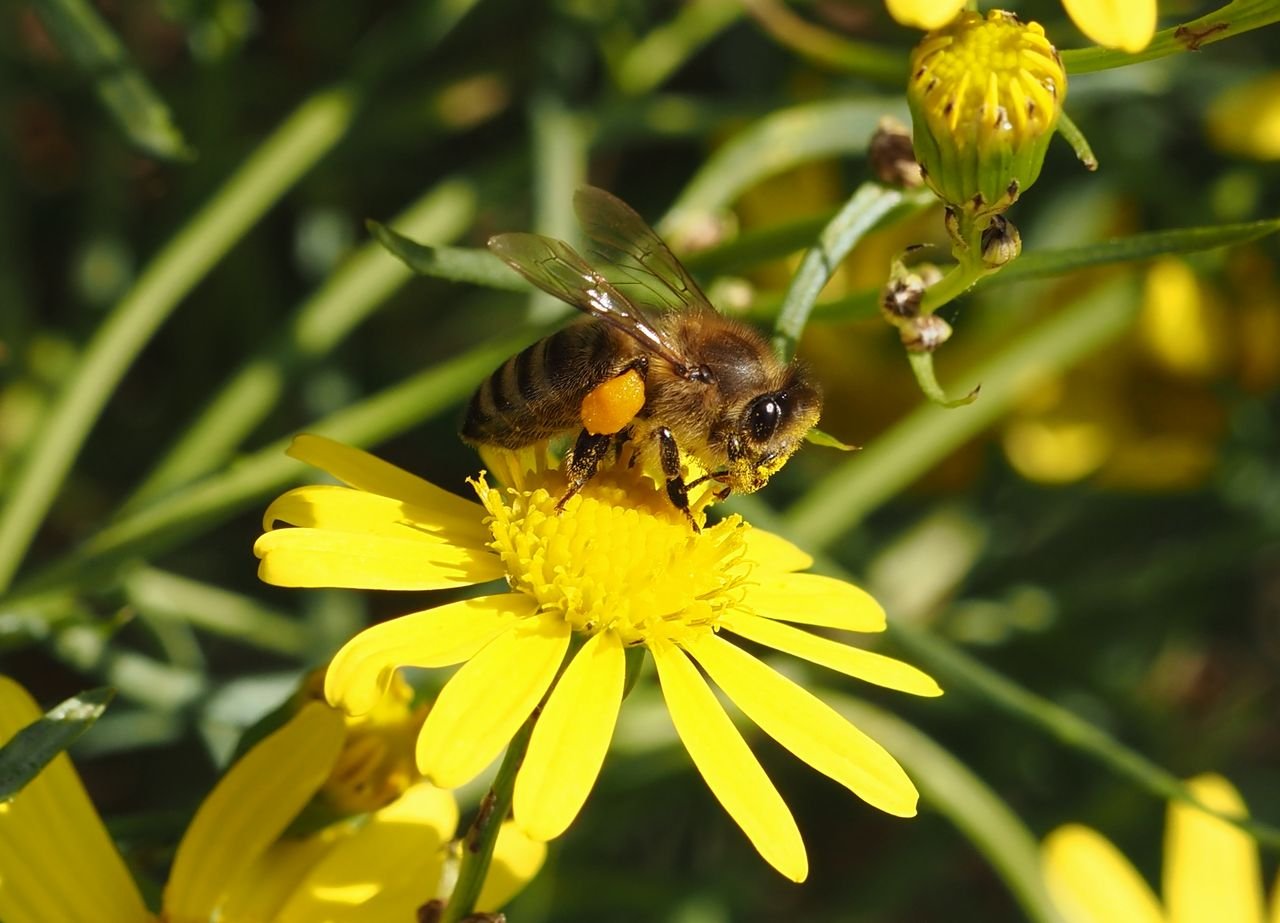 /Včela s pylovou rouskou.