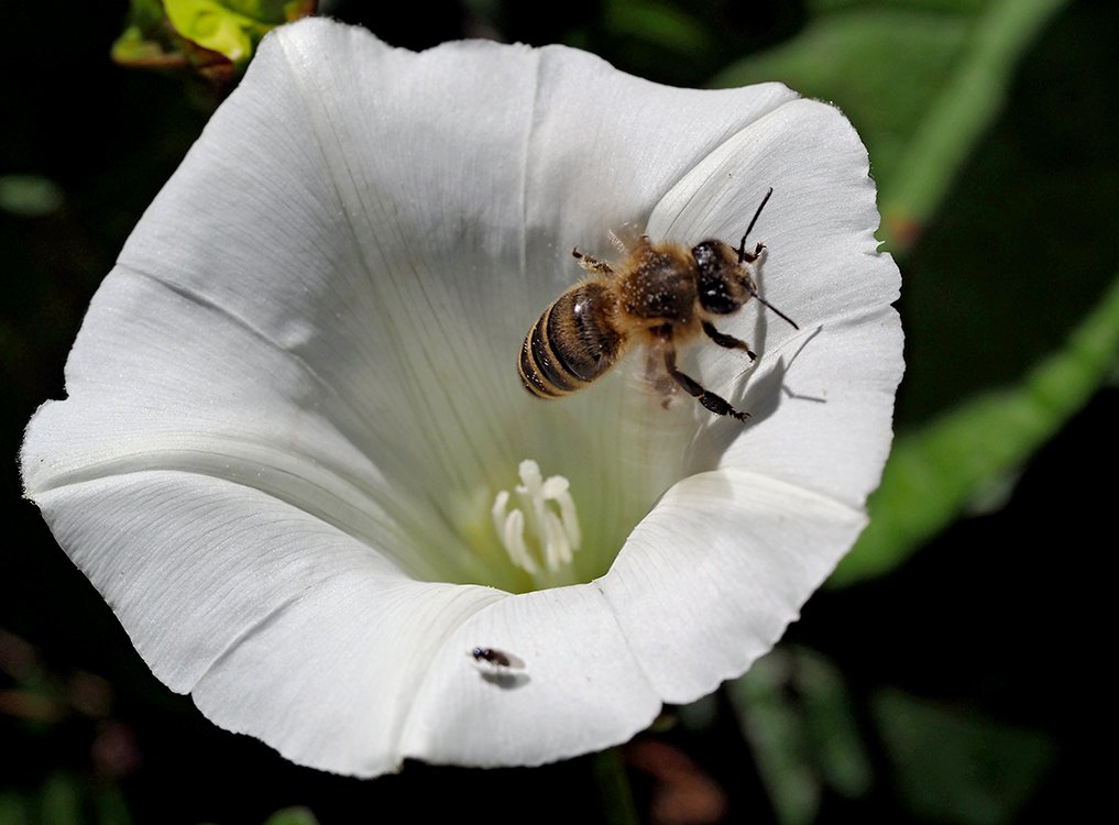/Opletník, včela vylétá z květu.