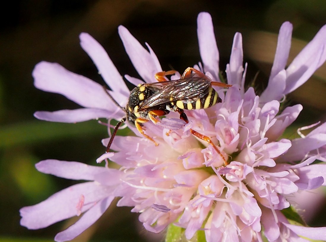 /Nomada flavopicta, zadeček.