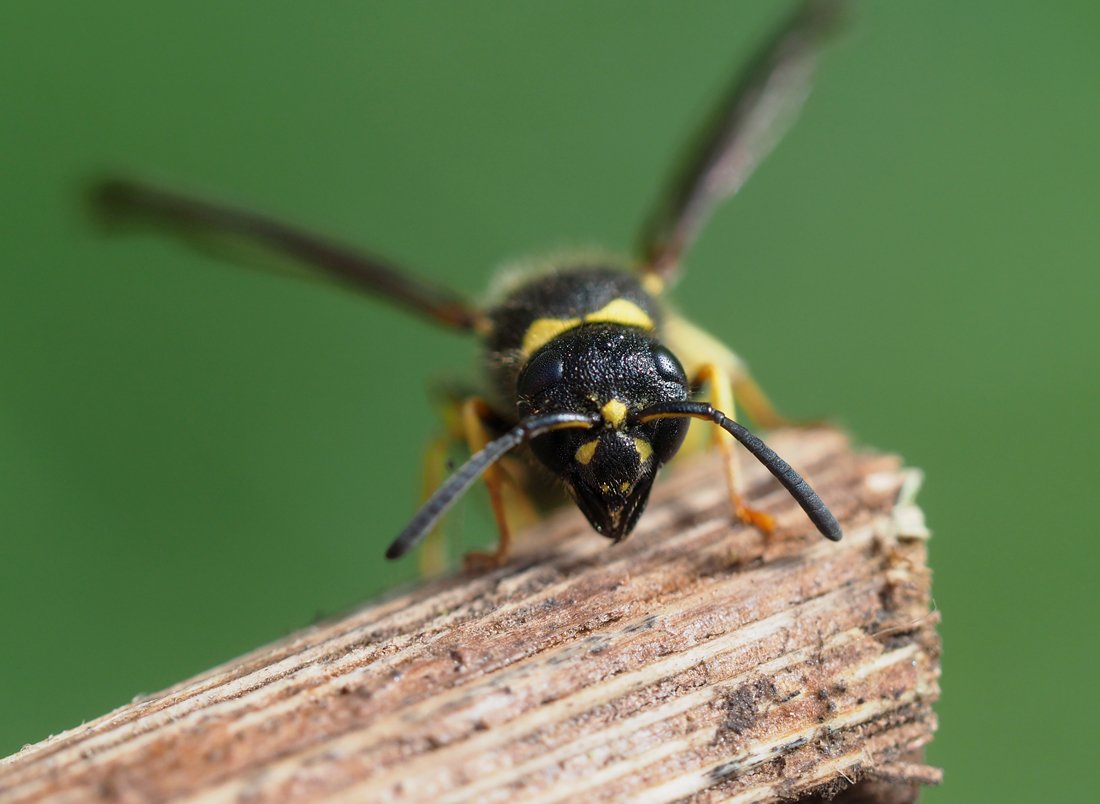 /Ancistrocerus nigricornis, samička, portrét.