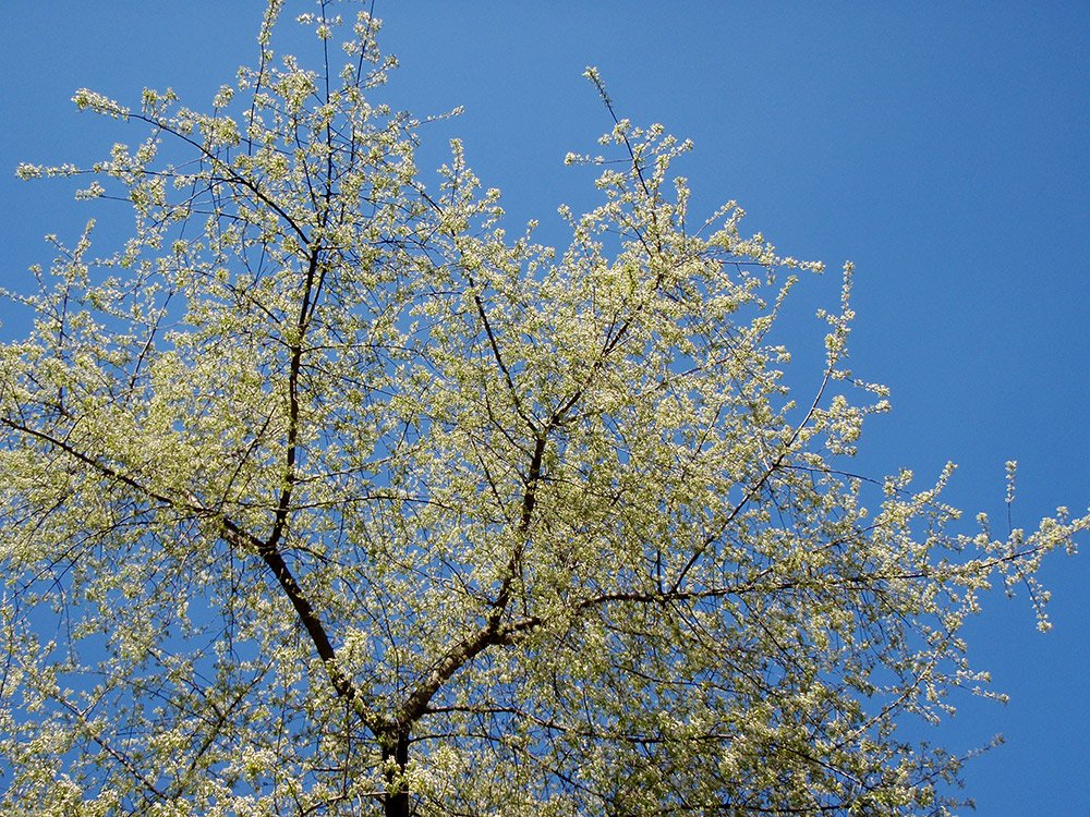 /Mahalebka, kvetoucí vrchol stromu.