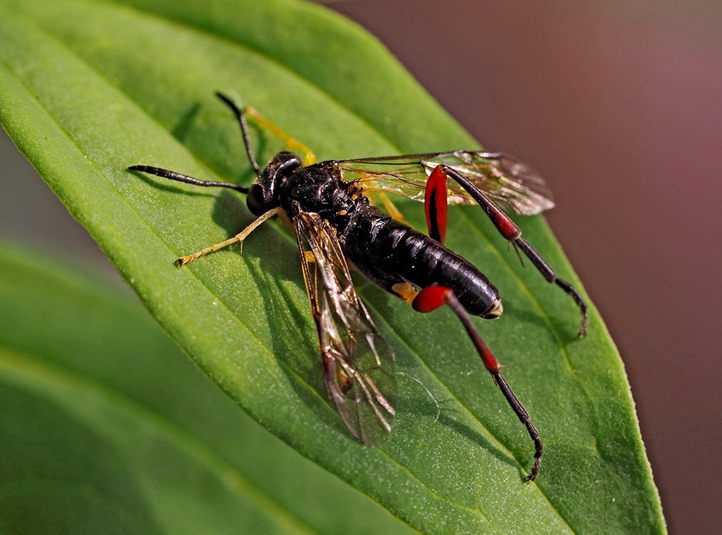 /Pilatka macrophya rufipes, barevné nohy.