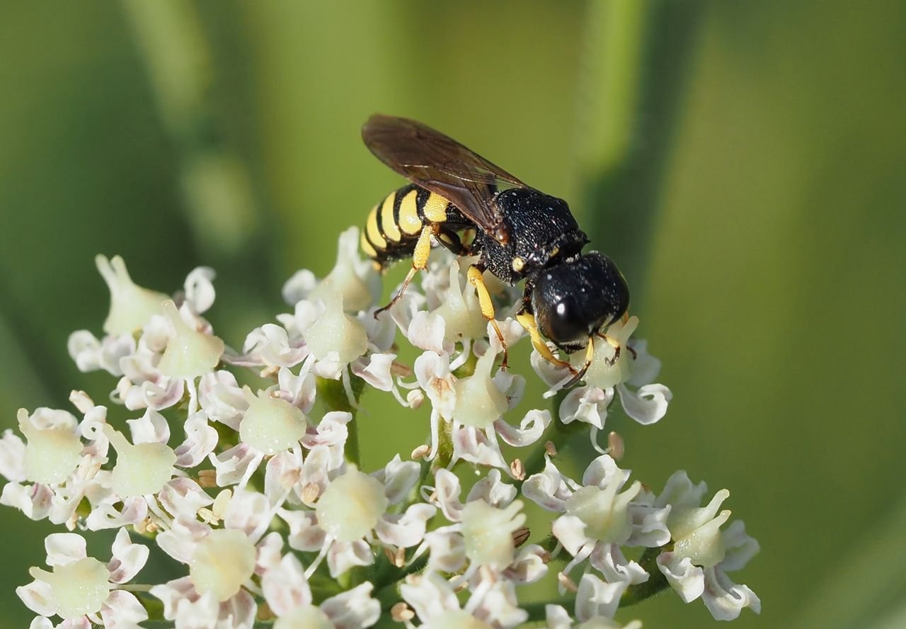 /Kutík dřevní na květech bolševníku obecného 19. 7. 2025.