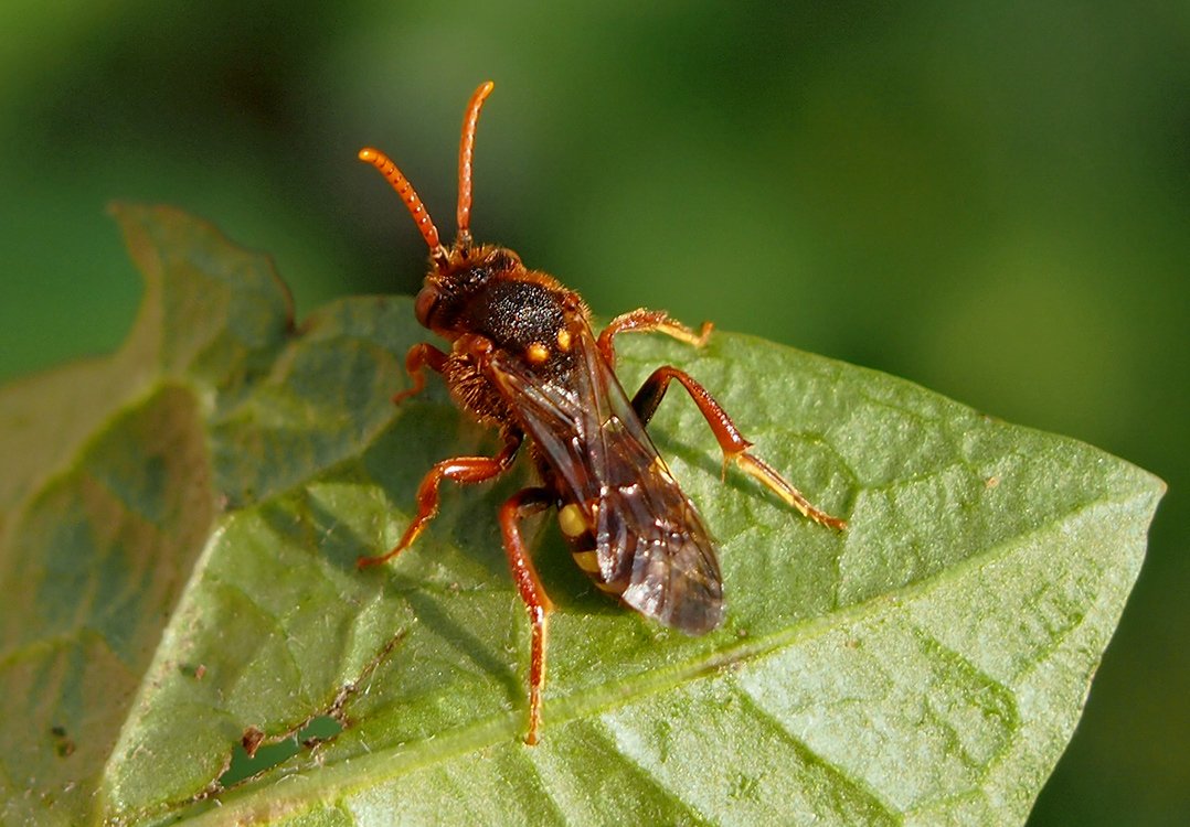 /Nomada ryšavá, samička na listu, foto shora.