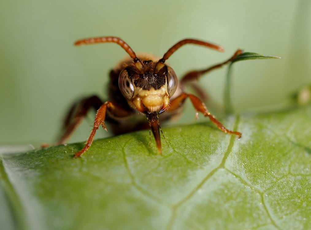 /Nomada striata, sameček saje medovici, zobrazený portrét.