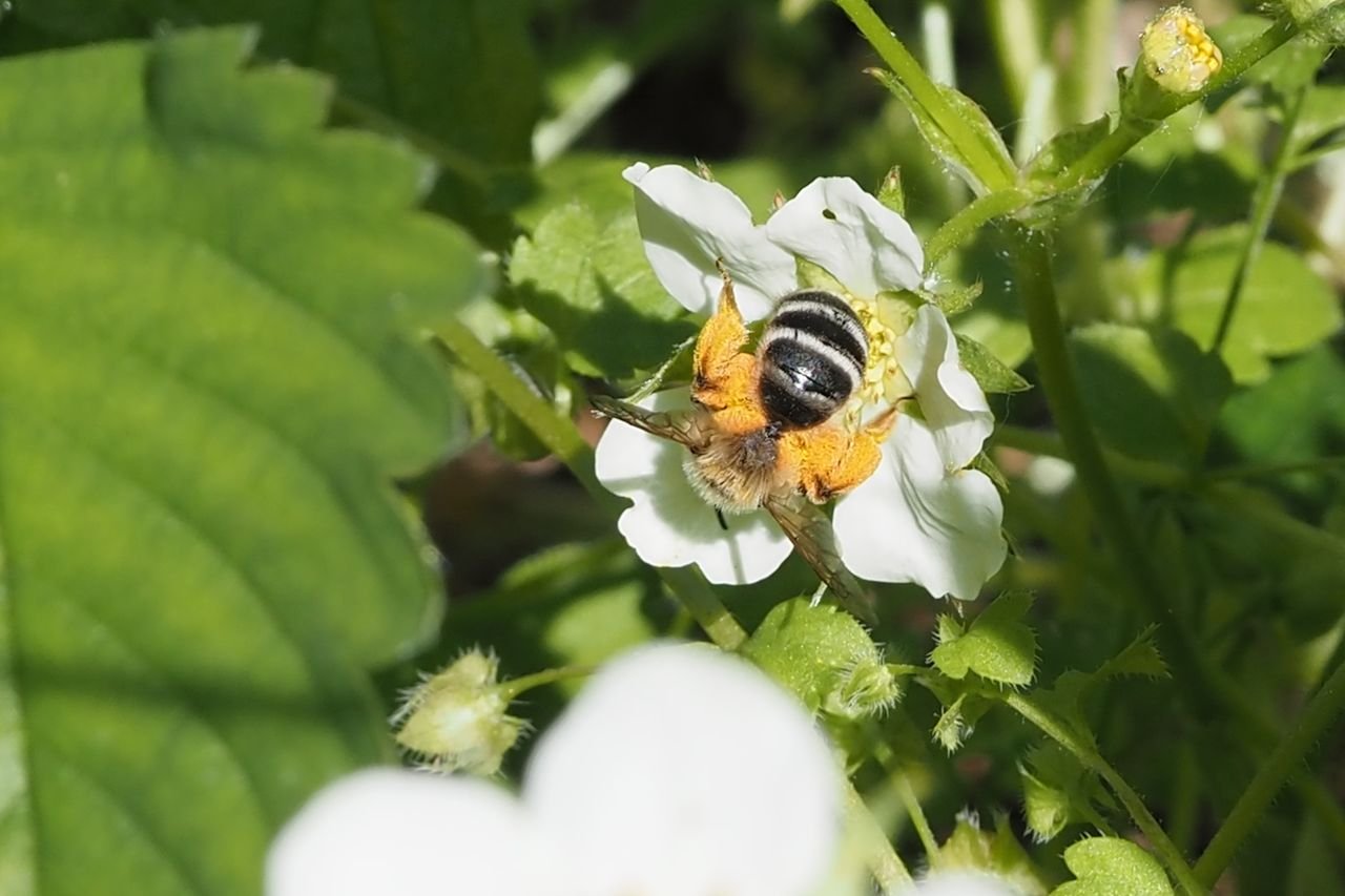 /Andrena gravida v porostu jahodníků. /Andrena gravida v porostu jahodníků.