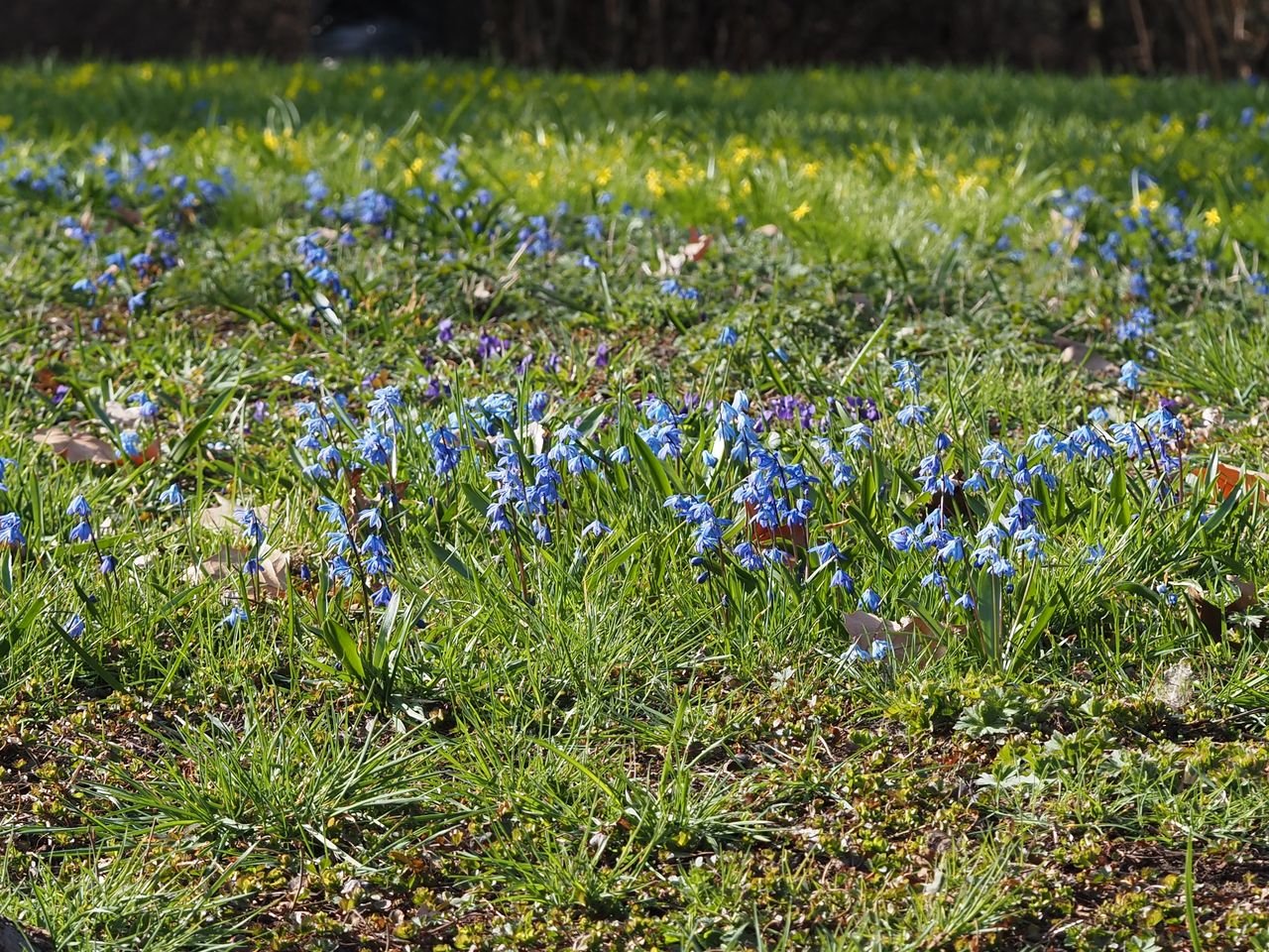 /Ladoňky sibiřské v trávě.