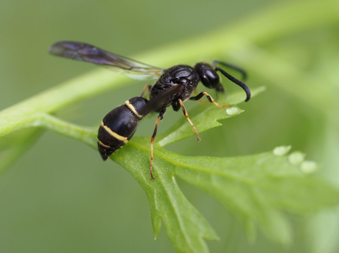 /Symmorphus debilitatus na listu.