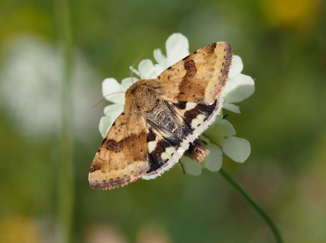 /Černopáska štětková - Heliothis viriplaca.