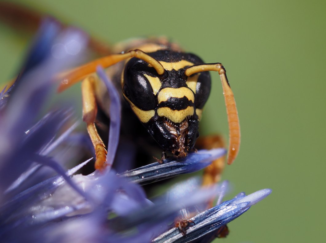 /Polistes dominula, portrét detail.