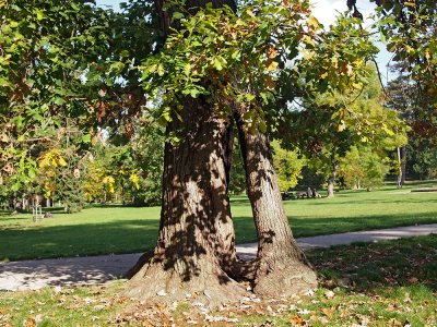 Stromovka  -  sbírka zajímavých dubů