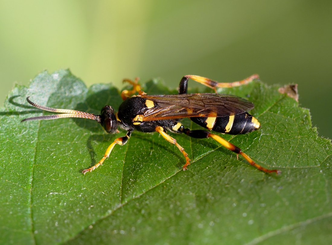 /Ichneumon xanthorius, samička na listu.