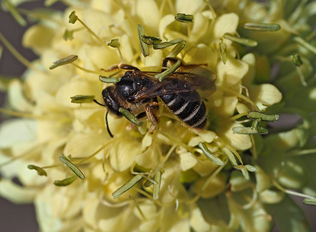 /Halictus simplex, samička, se živí na květech hlavatky obrovské.