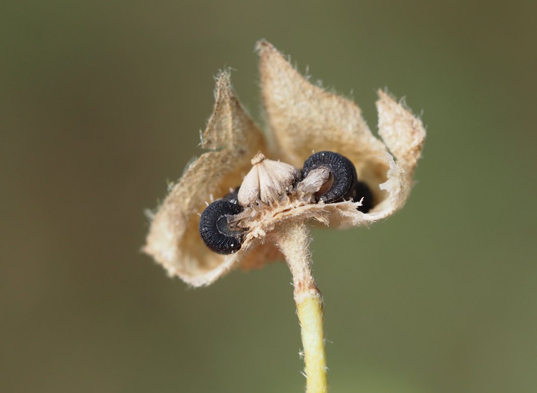 /Malva alcea - uzrálé plůdky a žebernaté stylopodium.