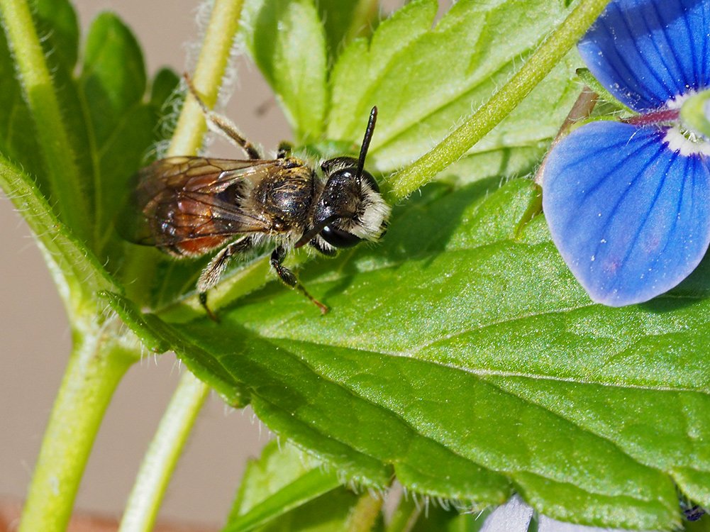 /Andrena labiata, sameček,  na rozrazilu rezekvítku.