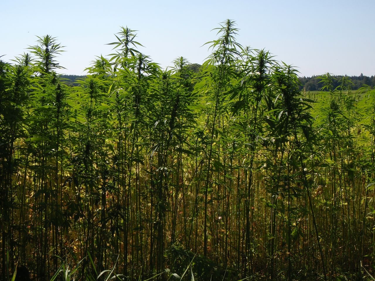 /Konopí seté, porost na okraji pole v srpnu.