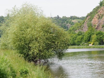 Vltavský břeh na severu Prahy, naproti přírodní rezervaci Podhoří.