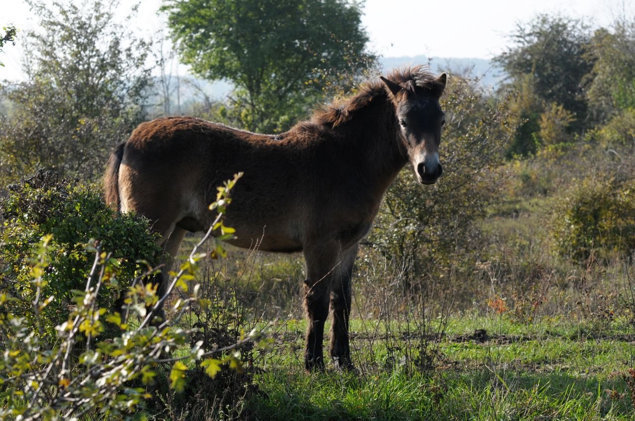 /Divoký kůň v Milovicích - fotografoval Jan Kříženecký.