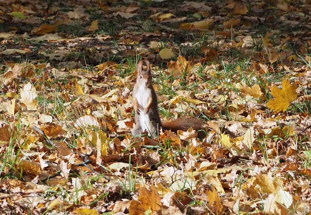 /Veverka se rozhlíží po okolí. /Veverka se rozhlíží po okolí.