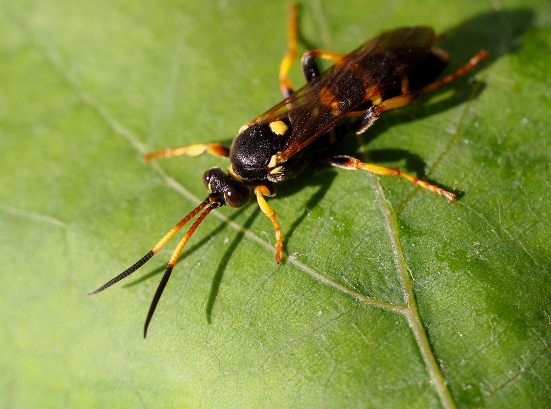 /Ichneumon xanthorius, barevná tykadla.