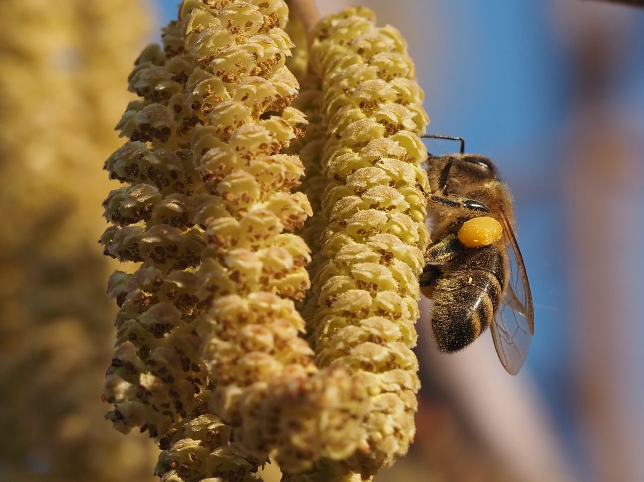 /Včely se zajímají jen o samčí pylové jehnědy.