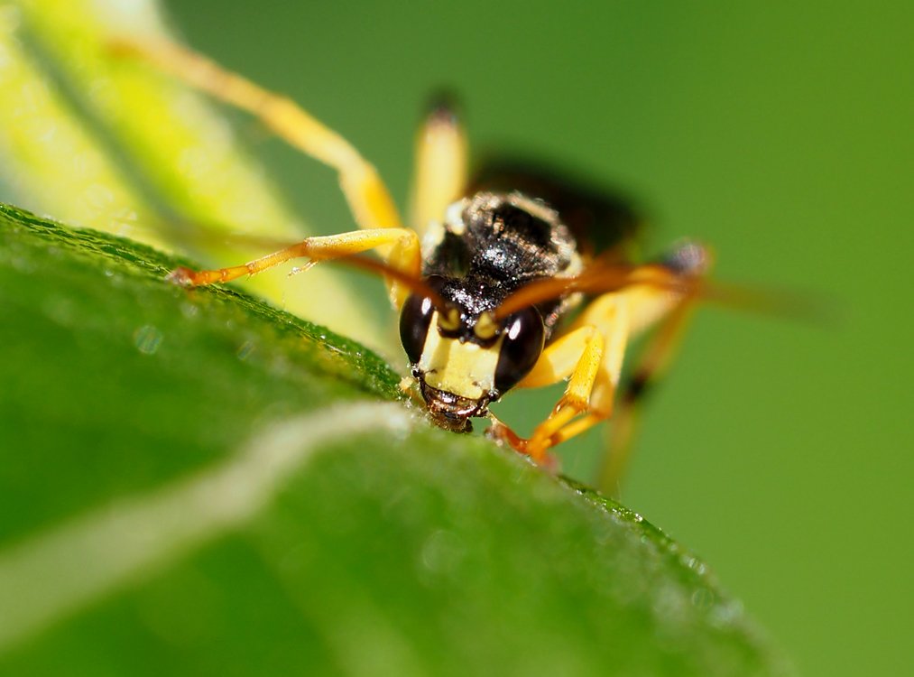 /Ichneumon sarcitorius, sameček se žlutou hlavou.