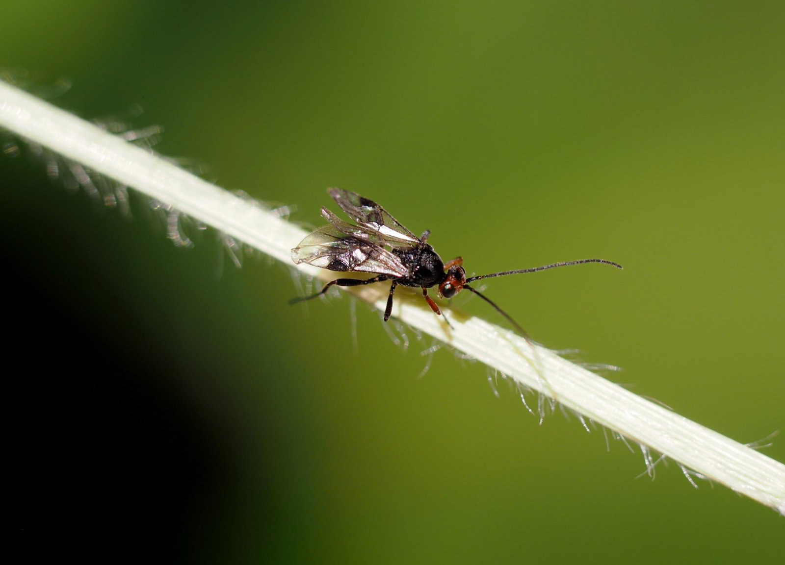 /Lumčík Dinocampus coccinellae mívá křídla složená nad tělem.