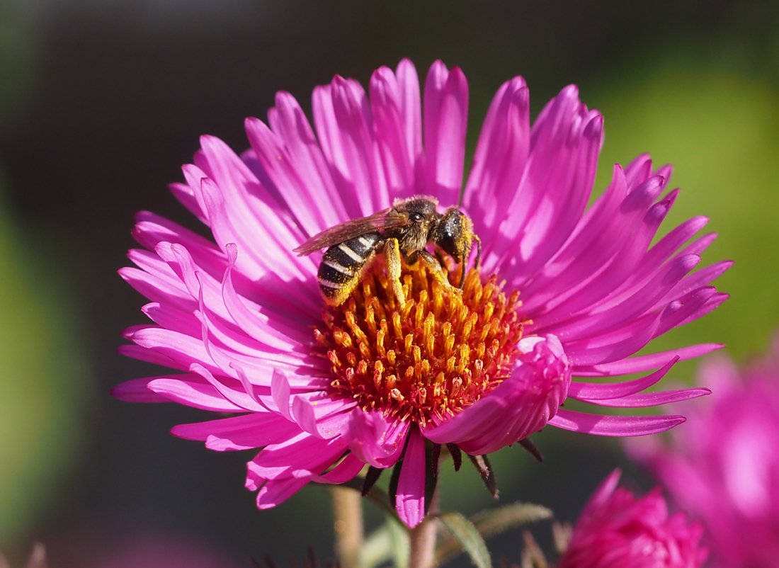 /Halictus simplex - říjen 2024.