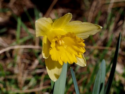 Narcis žlutý