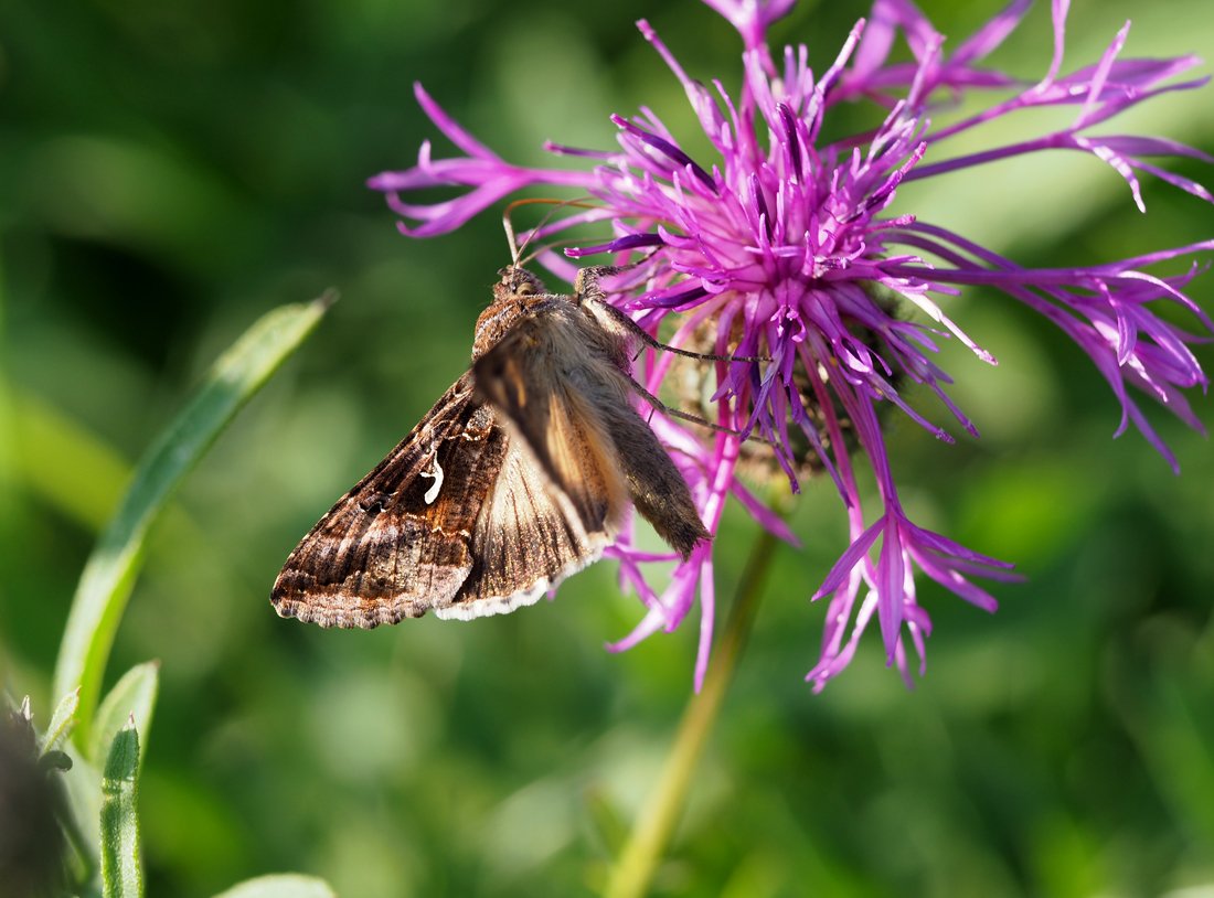 /Autographa gama saje nektar.