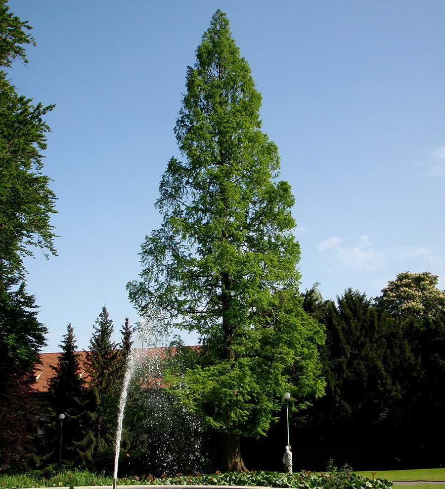 /Strom metasekvoje v Královské zahradě v květnu 2013.