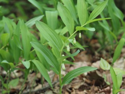 Kokořík vonný Kokořík vonný