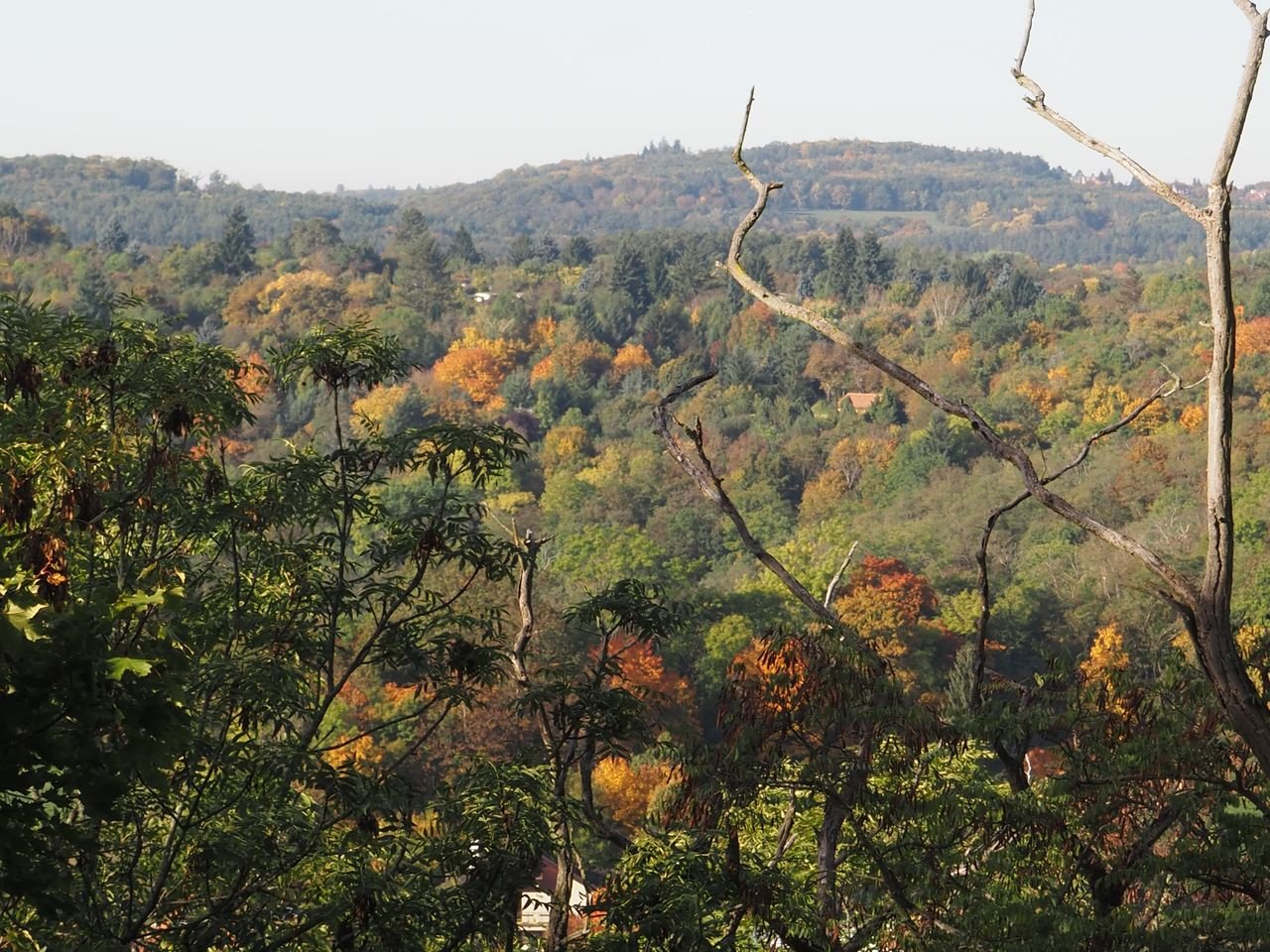 /Některým javorům se barví listy do oranžova.
